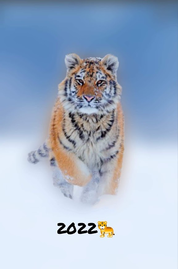 tigr1