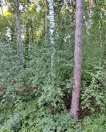 3-ком. квартира, 77 м², ул.Морской пр-кт - 60 3-ком. квартира, 77 м², ул.Морской пр-кт - 60 22487825.jpeg