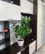 комната, 20 м&sup2;, ул.Плахотного - 49 22583953.jpeg