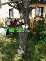  дача, 60 м&sup2;, Коченевский район, снт Ветеран, ул.Кленовая 22555211.jpg