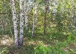  земельный участок, 12 м&sup2;, снт Кукушкино, ул.Линейная 22567021.jpeg