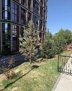 2-ком. квартира, 38 м&sup2;, ул.Тополевая - 27 22586842.jpeg