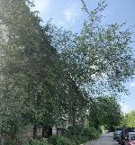 3-ком. квартира, 50 м&sup2;, ул.Ползунова - 3А 22590269.jpeg