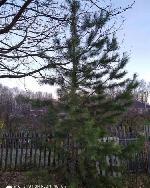 дом, 58 м², СТ Зорька, ул.Луговая дом, 58 м², СТ Зорька, ул.Луговая 22596307.jpeg